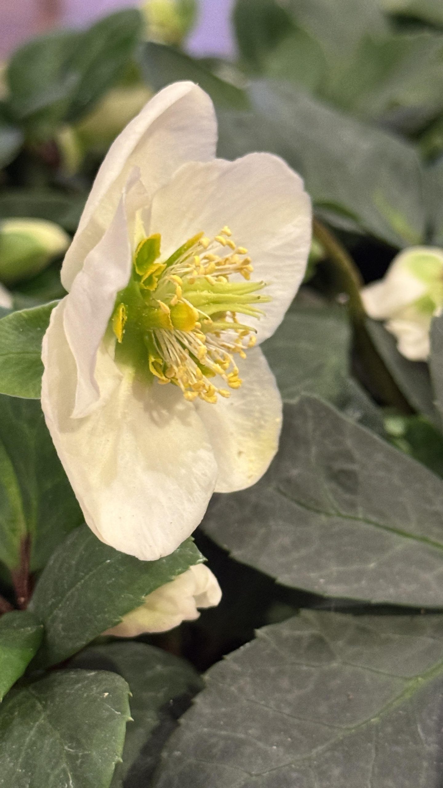 4c55a66a c729 4312 a1c1 b91135e3ad1c